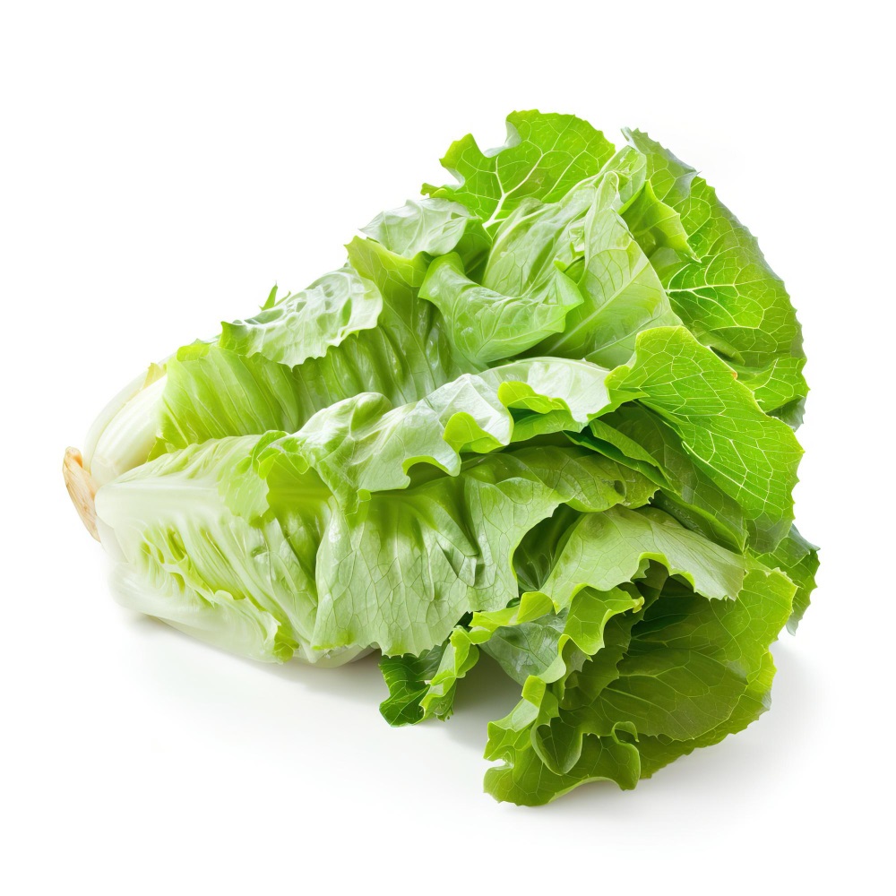 Organic Firm Fresh White Lettuce – Crisp & Naturally Grown Salad Greens